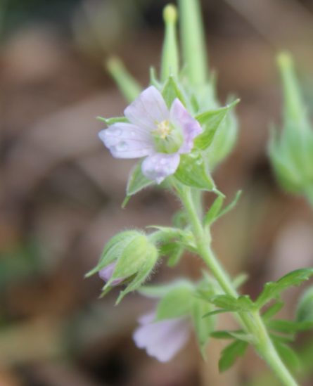 Purple flowerpng